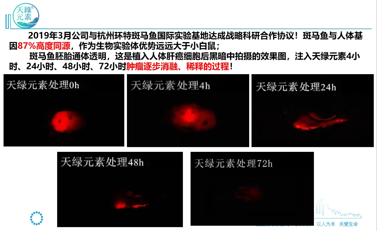 【天綠元素】斑馬魚(yú)實(shí)驗(yàn)