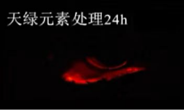 斑馬魚實驗天綠元素處理-24h.png 斑馬魚實驗天綠元素處理-24h.png